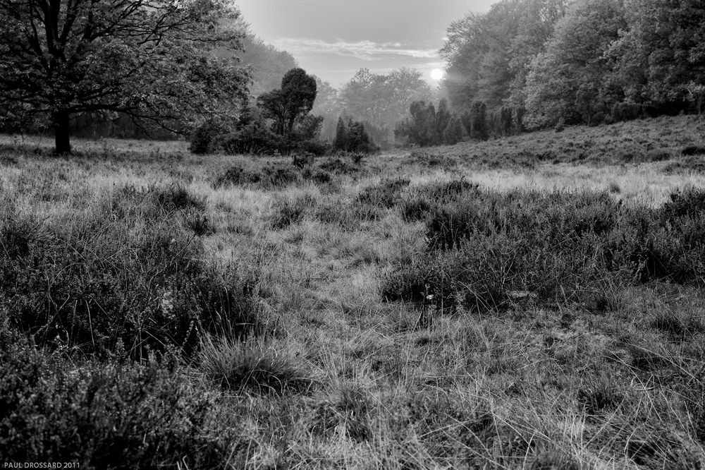 "Die Heide" ein Klassiker