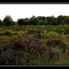 die Heide fängt an zu blühen