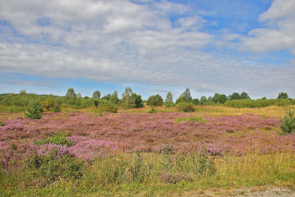 Die Heide heute Mittag - 2