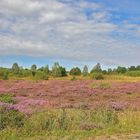 Die Heide heute Mittag - 2