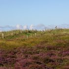 Die Heide hinter dem Deich