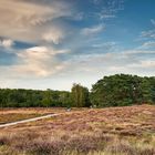 Die Heide im Abendlicht