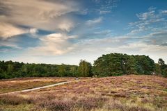 Die Heide im Abendlicht