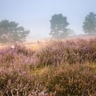 Die Heide im Nebel