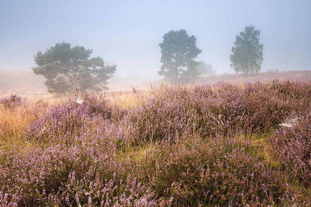 Die Heide im Nebel