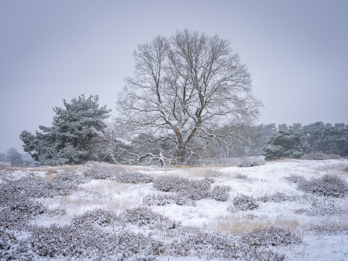 Die Heide im Winterschlaf