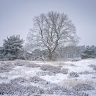 Die Heide im Winterschlaf