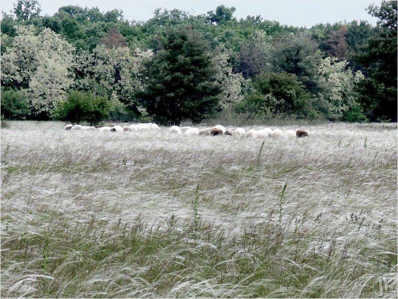 die heide in weiss