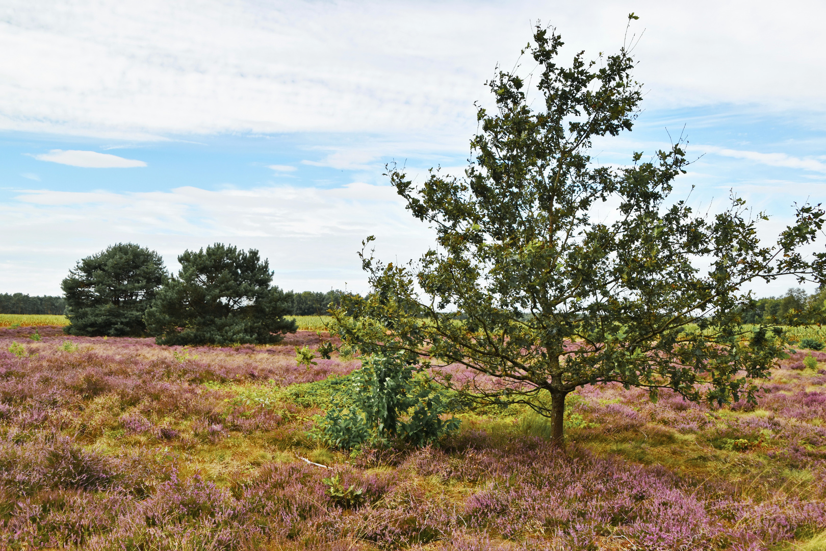 Die Heide ist bunt