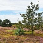 Die Heide ist bunt