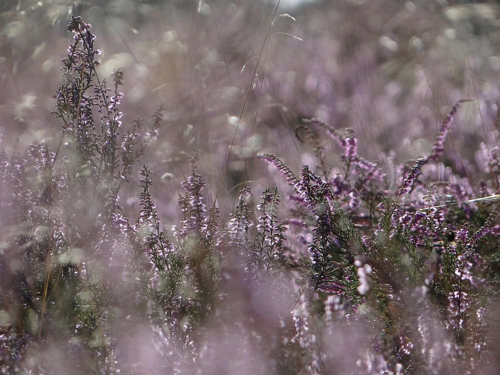 Die Heide ist in voller Blüte