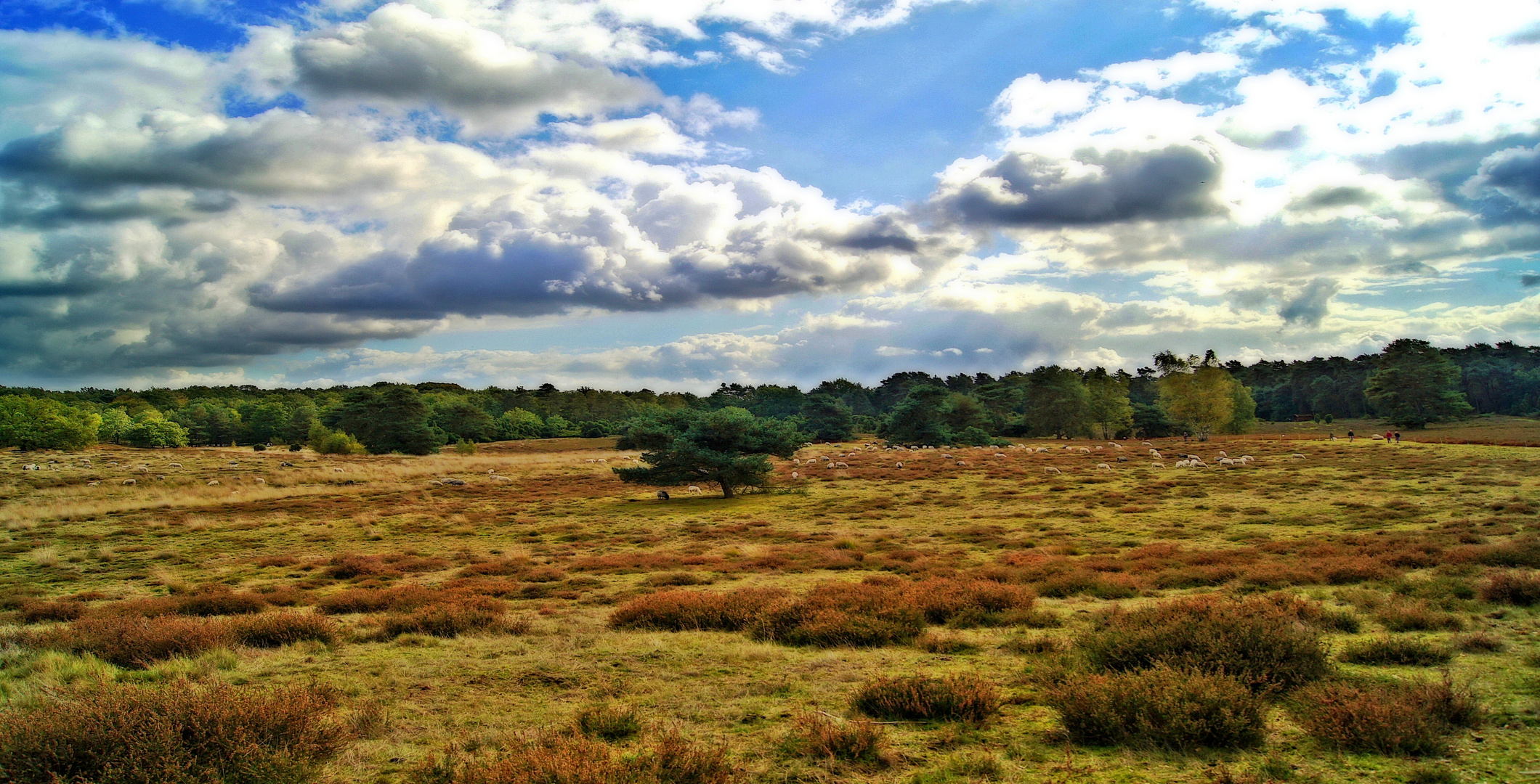 Die Heide ist nicht nur grün