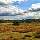 Die Heide ist nicht nur grün