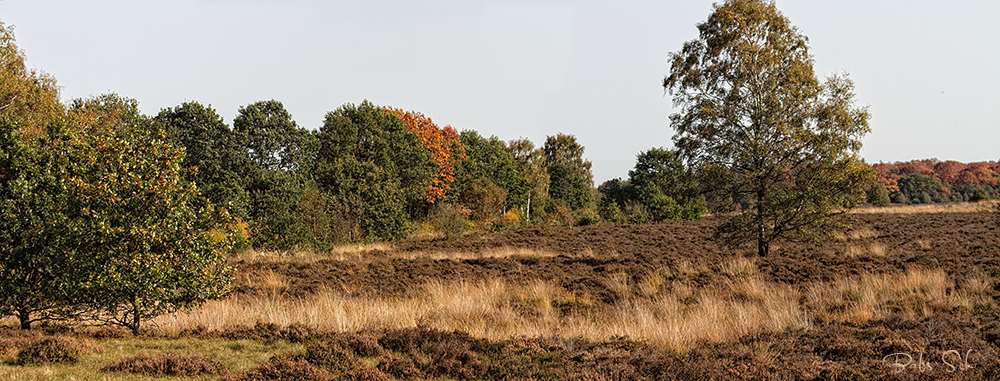 Die Heide ist verblüht...