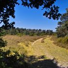 Die Heide kurz vor der Blüte, bei Hermannsburg