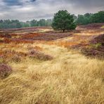 Die Heide nach dem heißen Sommer