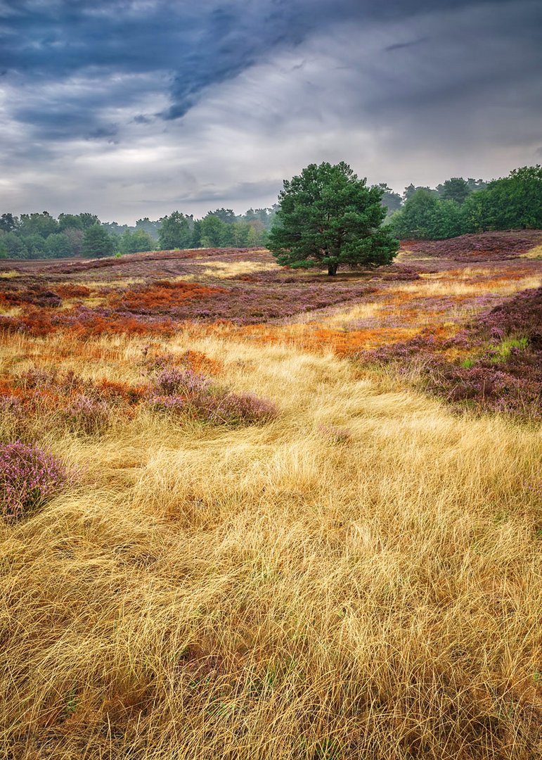 Die Heide nach dem heißen Sommer