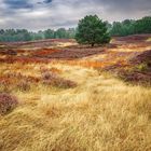 Die Heide nach dem heißen Sommer