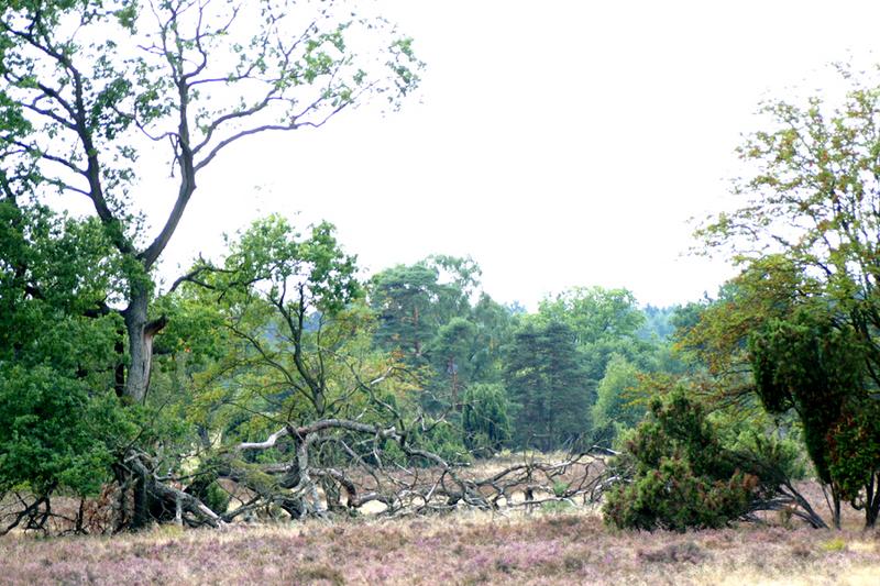 Die Heide nach unserer Wanderung :-)