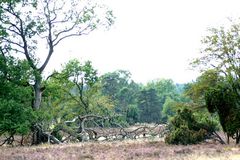 Die Heide nach unserer Wanderung :-)