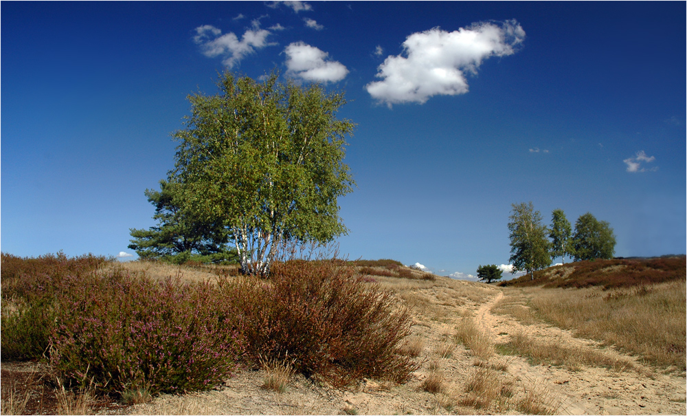 Die Heide ruft mal wieder.....