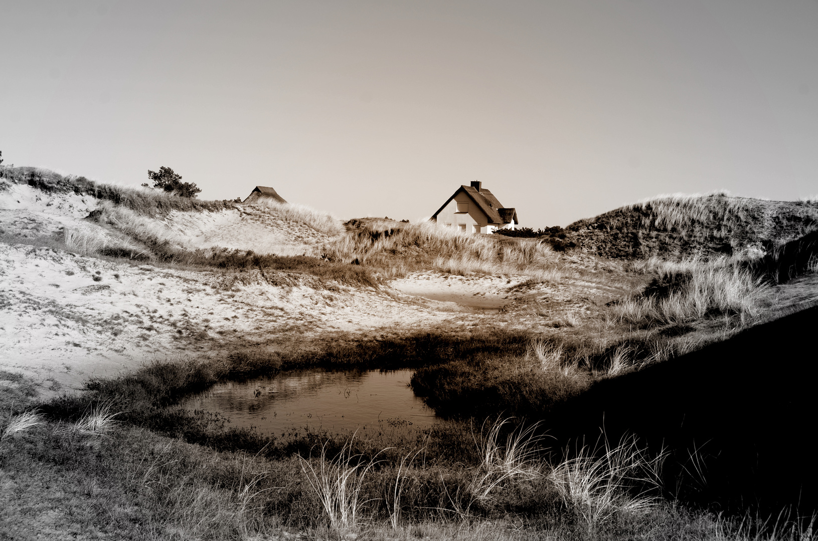 Die Heide und seine Dünen ( Insel Hiddensee )