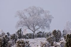 Die Heide wie unter Puderzucker