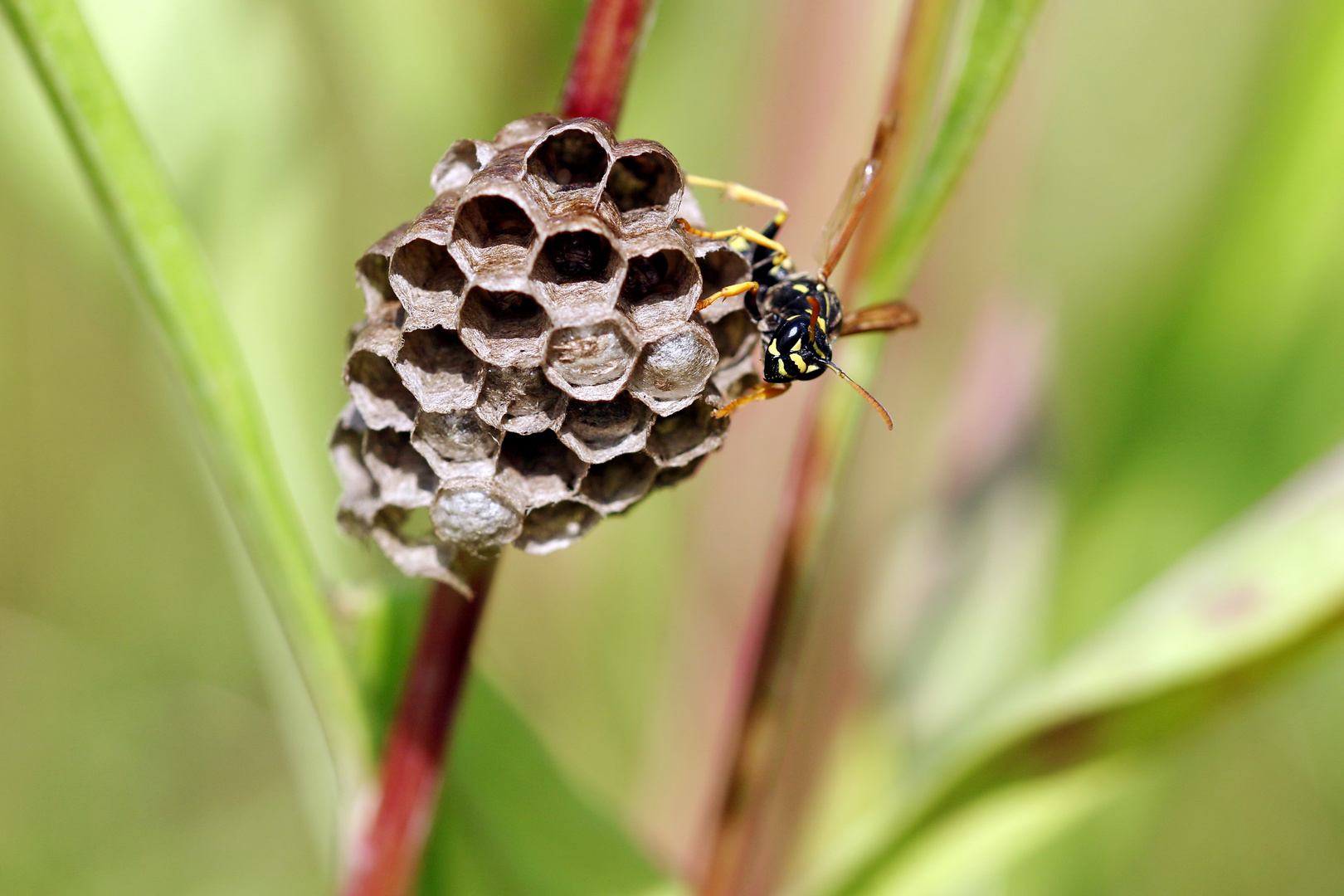 ....die Heidefeldwespe Polistes nimpha....