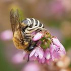 Die Heidekraut-Seidenbiene Colletes succinctus 