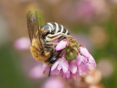 Die Heidekraut-Seidenbiene Colletes succinctus 