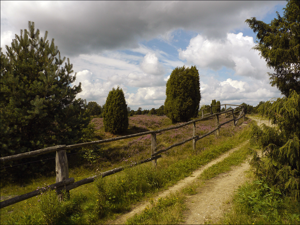 Die Heidelandschaft