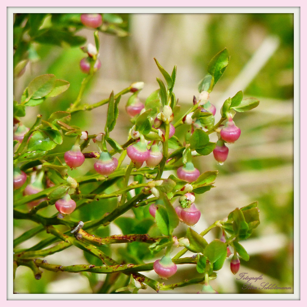 Die HeidelbeerBlüte °°°°° Foto & Bild pflanzen, pilze & flechten, blüten & kleinpflanzen