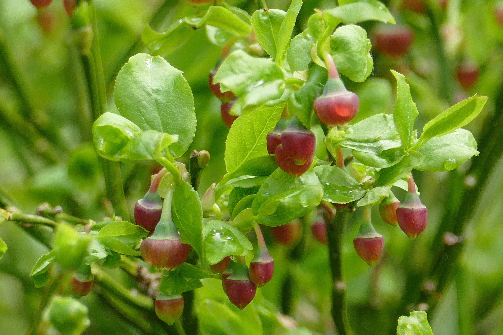 Die Heidelbeeren blühen