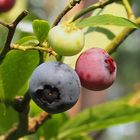 Die Heidelbeeren reifen