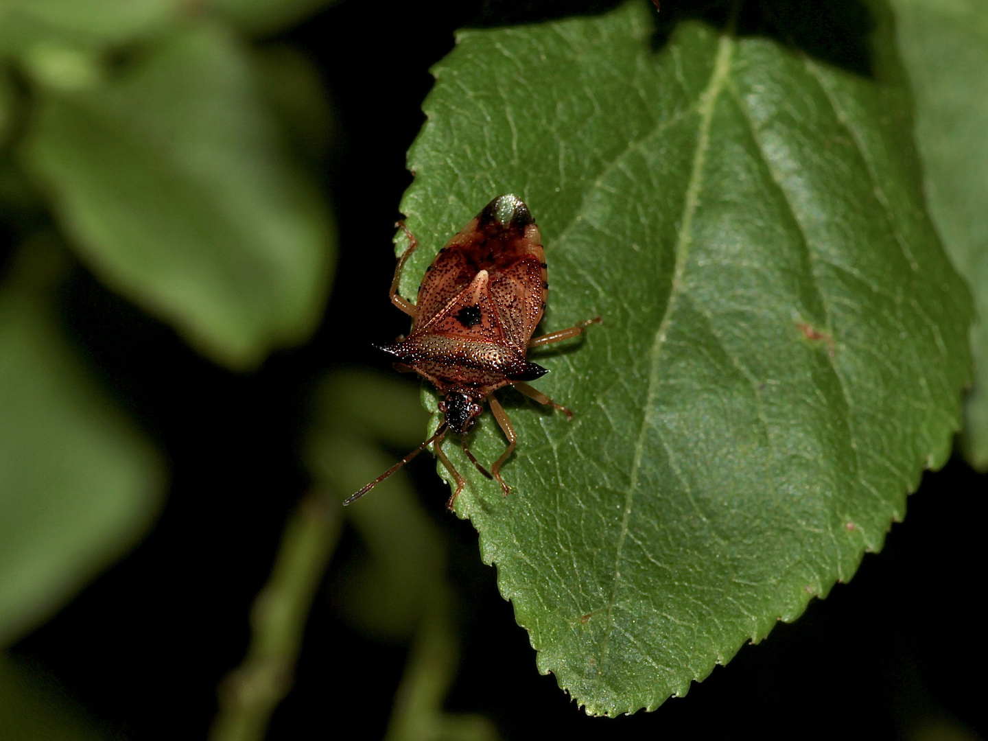 Die Heidelbeerwanze (Elasmucha ferrugata) ...