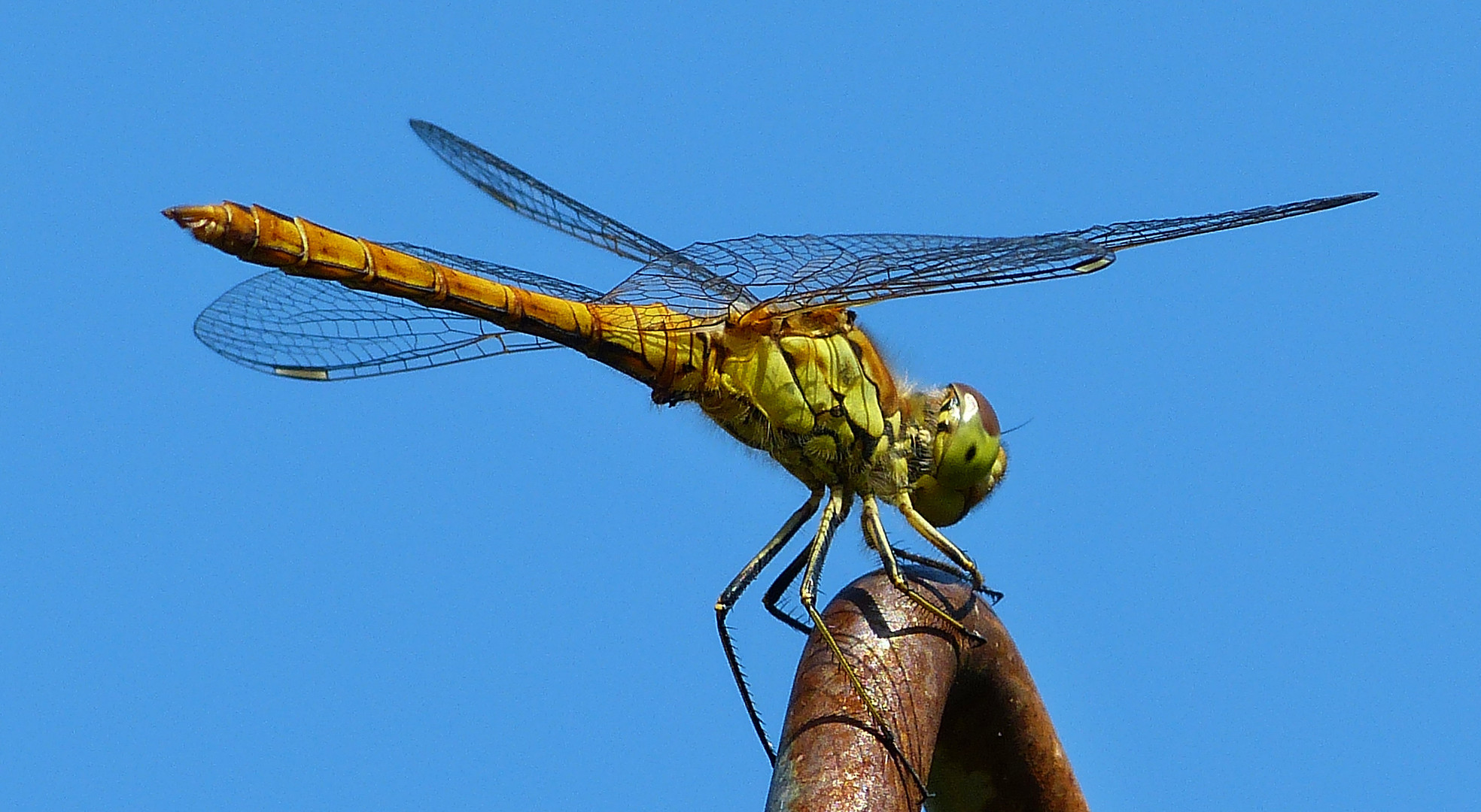 Die Heidelibelle