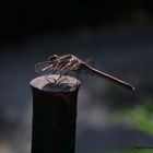 Die Heidelibelle aus einer anderen Perspektive