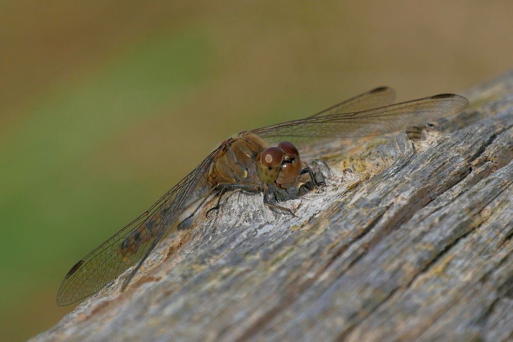 die Heidelibelle