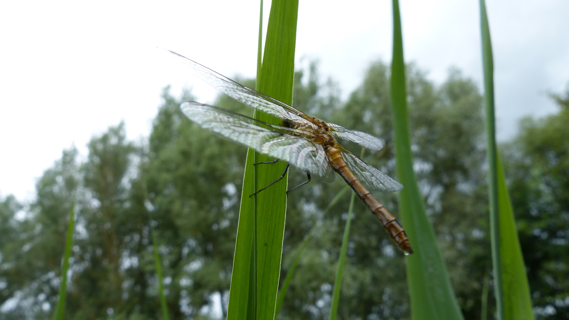 Die Heidelibelle  