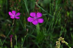 Die Heidenelke (Dianthus deltoides)