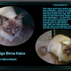 Die heilige Birma Katze