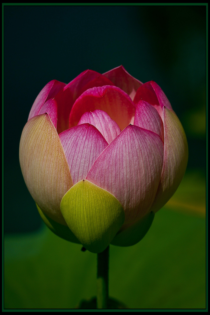 Die heilige Lotusblume aus dem Botanischen Garten in Bonn Foto & Bild