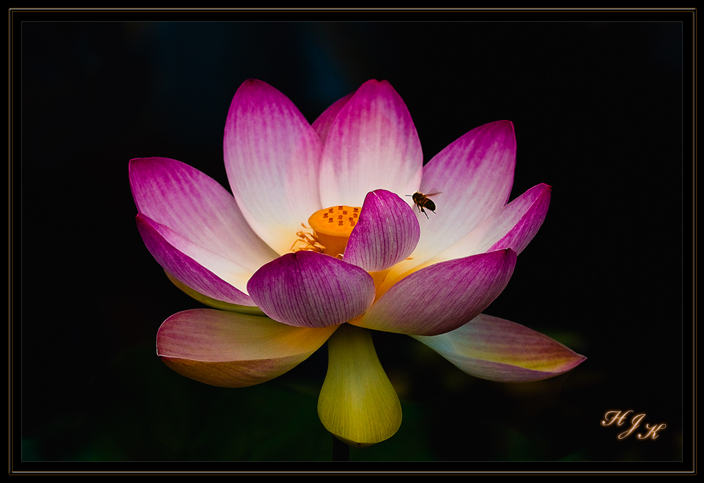 Die heilige Lotusblume aus dem Botanischen Garten in Bonn mit Biene im
