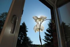 die heilige zimmer orchidee ;)