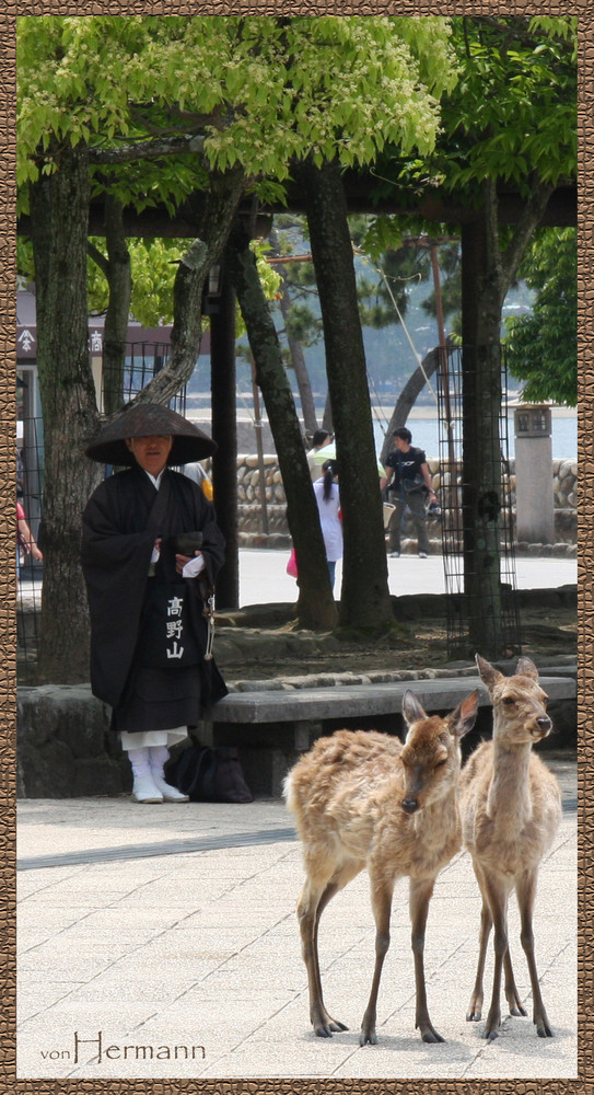 Die heiligen Rehe von Itsukushima