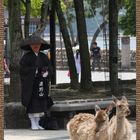 Die heiligen Rehe von Itsukushima