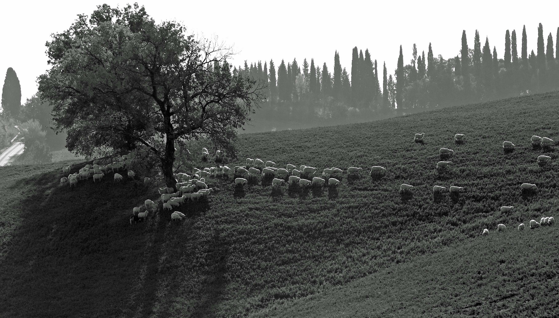 Die Heimat des Pecorino