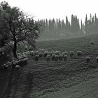 Die Heimat des Pecorino