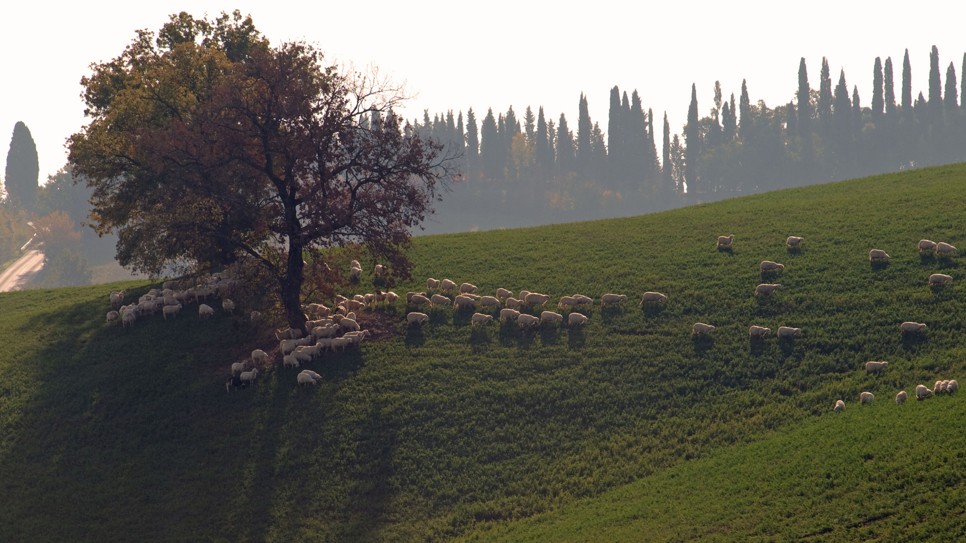 Die Heimat des Pecorino - in Farbe