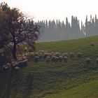 Die Heimat des Pecorino - in Farbe